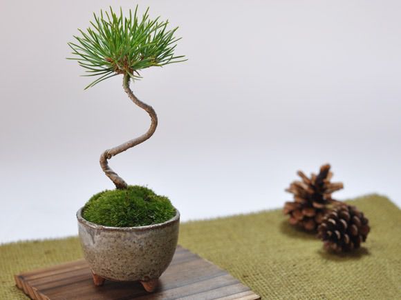 くろまつミニミニ鉢【