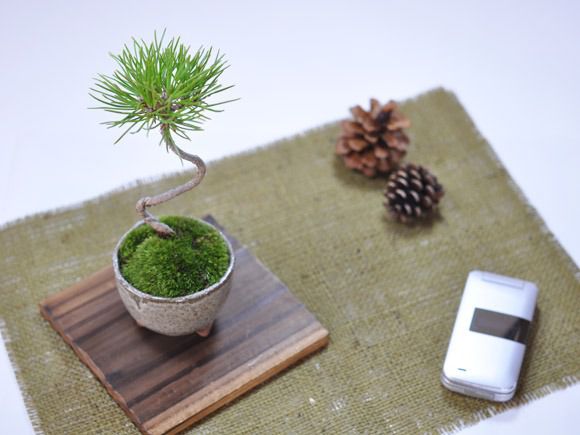 くろまつミニミニ鉢【