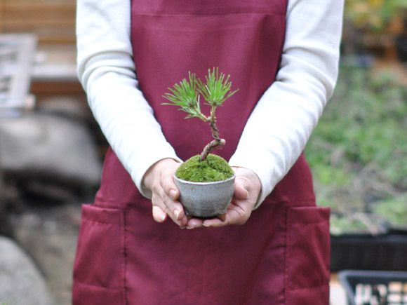 くろまつミニミニ鉢【