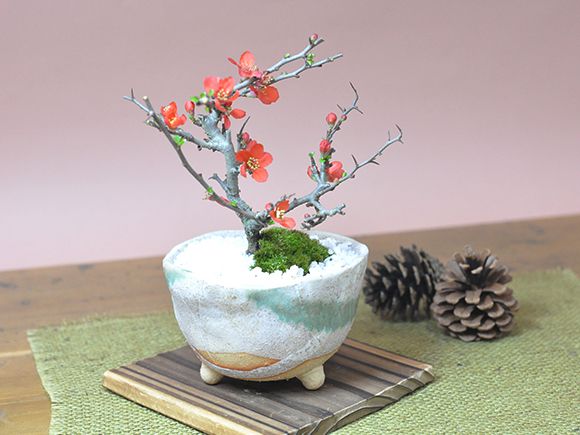 長寿梅 信楽鉢【人気