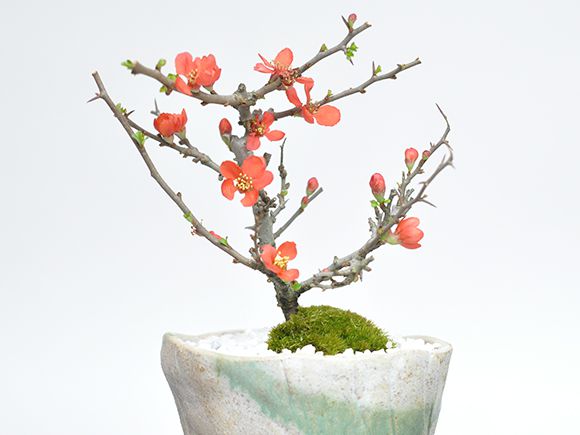 長寿梅 信楽鉢【人気