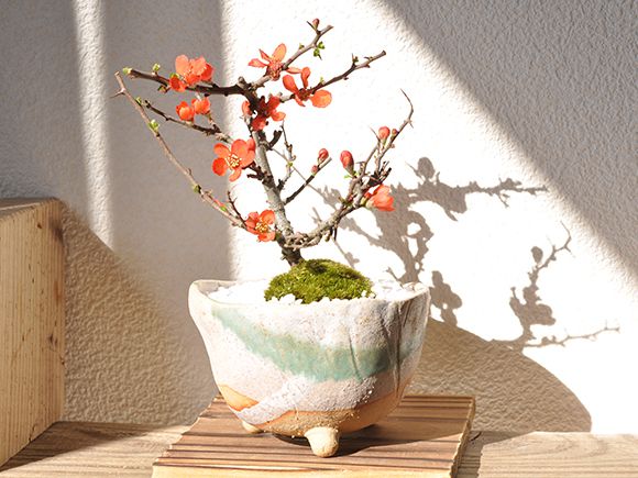 長寿梅 信楽鉢【人気