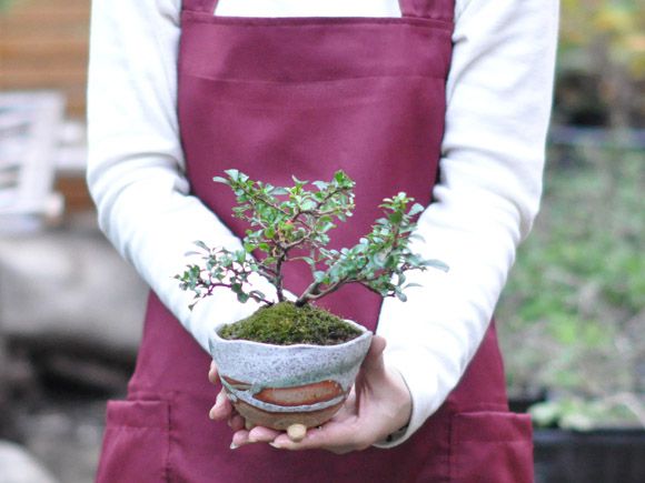 長寿梅 信楽鉢【人気