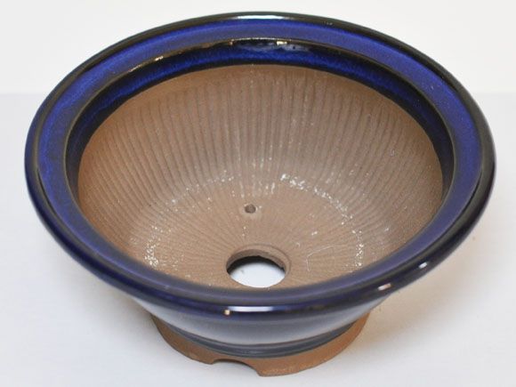 生子　すり鉢　[盆栽