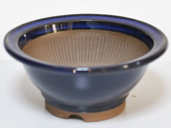 生子　すり鉢　[盆栽