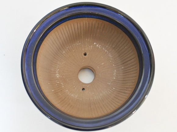 生子　すり鉢　[盆栽