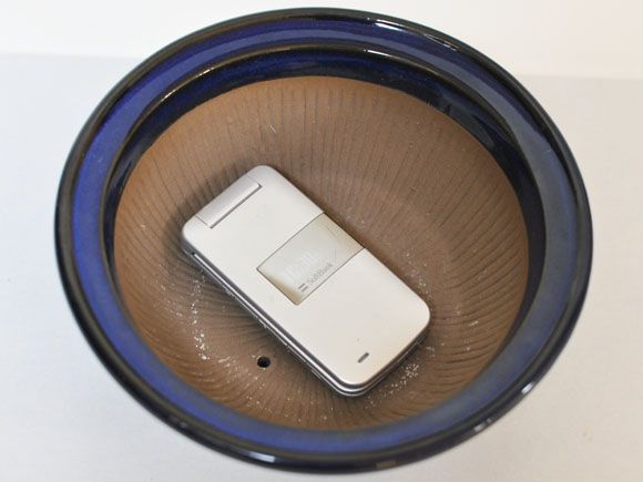 生子　すり鉢　[盆栽