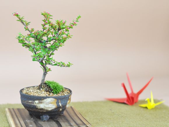 紅紫檀(べにしたん)