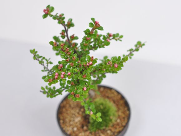 紅紫檀(べにしたん)