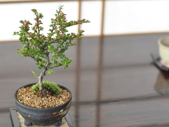 紅紫檀(べにしたん)