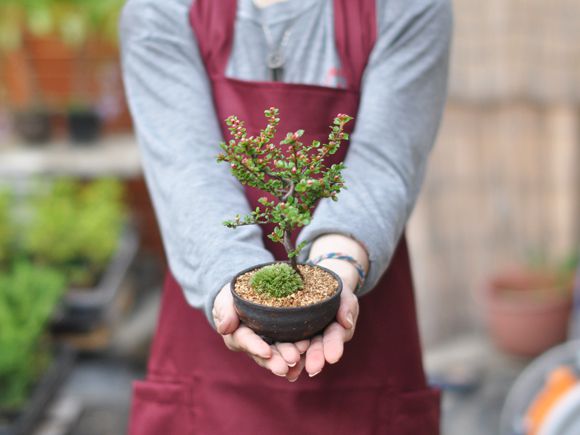 紅紫檀(べにしたん)