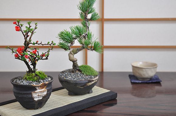 盆栽 ミニ長寿梅 久