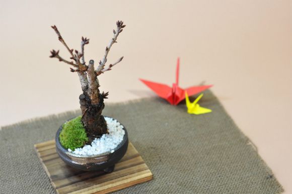 桜 盆栽　手造り信楽