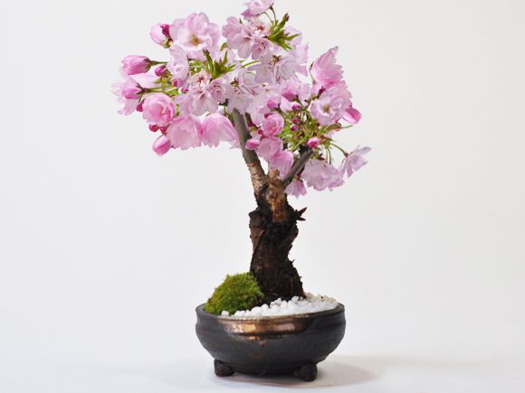 桜 盆栽　手造り信楽