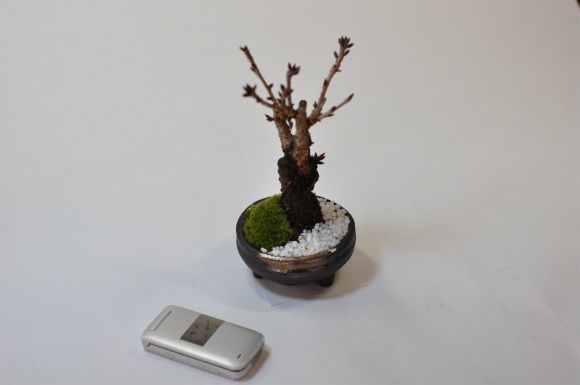 桜 盆栽　手造り信楽