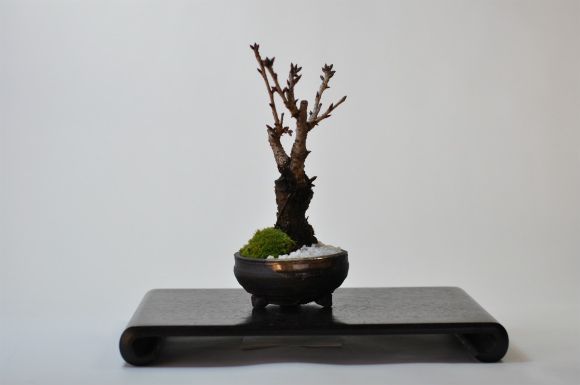 桜 盆栽　手造り信楽