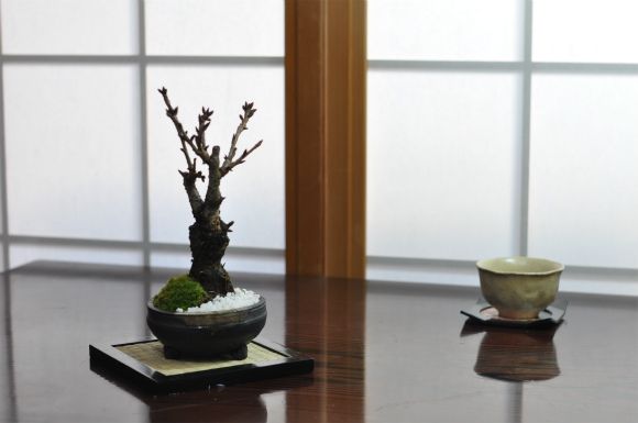 桜 盆栽　手造り信楽