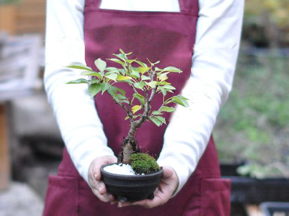 軽石　大[山野草鉢]