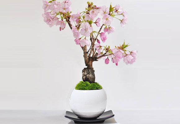 桜盆栽 さくらのモダ