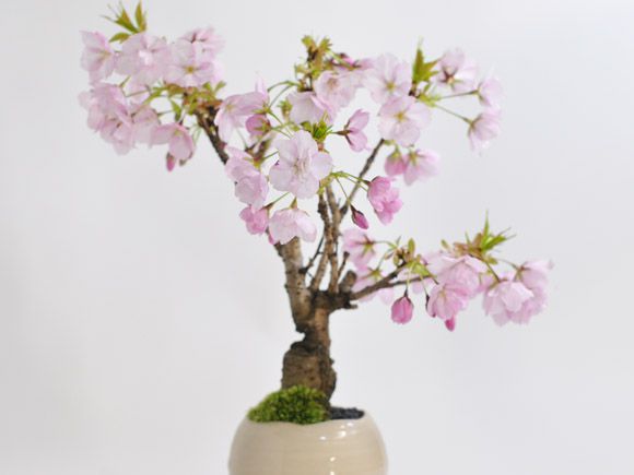 桜盆栽 さくらのモダ