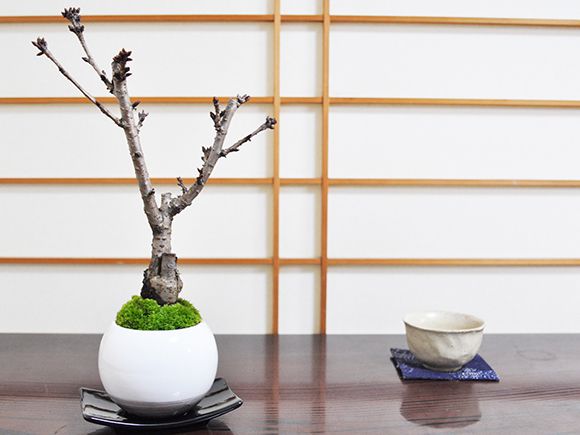 桜盆栽 さくらのモダ