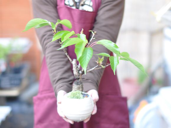 桜盆栽 さくらのモダ