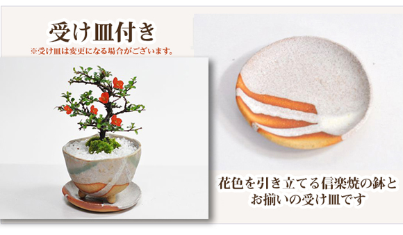 常滑焼　なまこ太鼓鉢