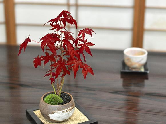 山もみじ　藤久作手造