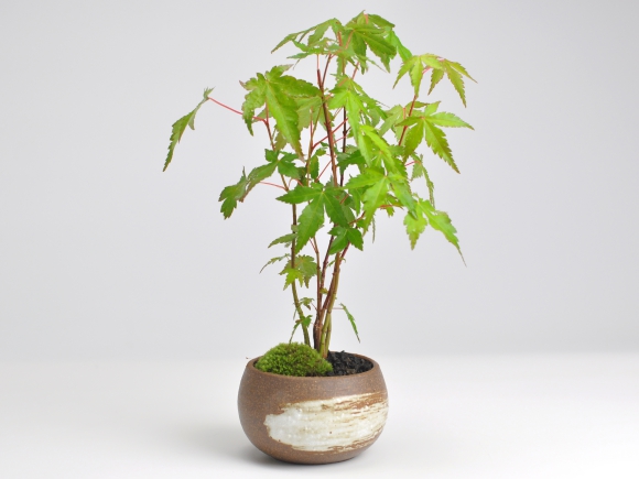 山もみじ　藤久作手造