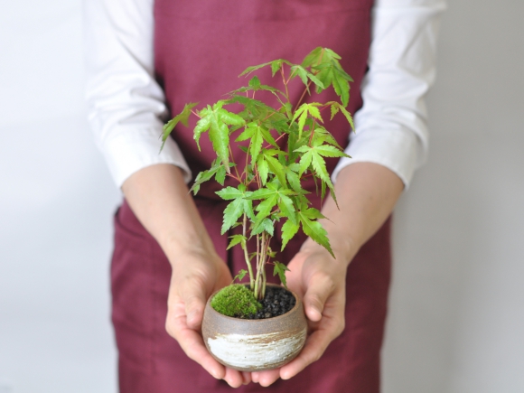 山もみじ　藤久作手造