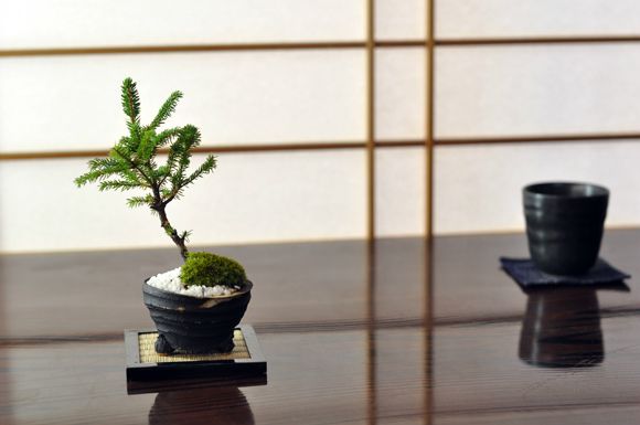 エゾ松 北海道産の松