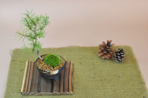 カラマツ 落葉する松