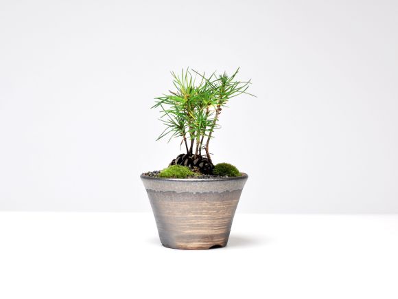松ぼっくりの盆栽【ミ
