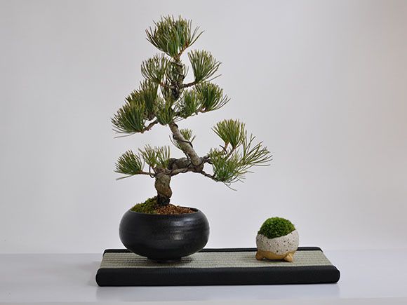 ミニ畳　長方形  [