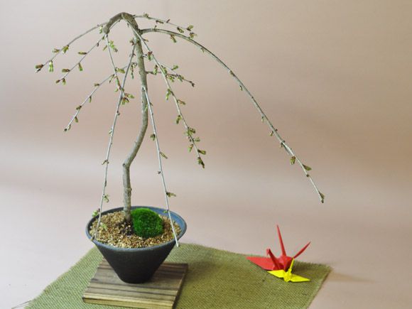 しだれ桜 盆栽 桜 