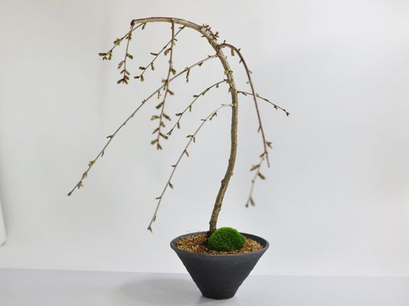 しだれ桜 盆栽 桜 