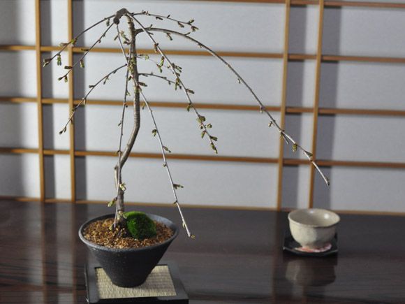 しだれ桜 盆栽 桜 