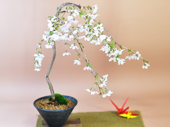 しだれ桜 盆栽 桜 