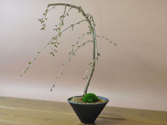 しだれ桜 盆栽 桜 
