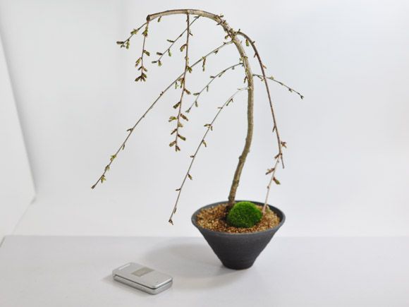 しだれ桜 盆栽 桜 