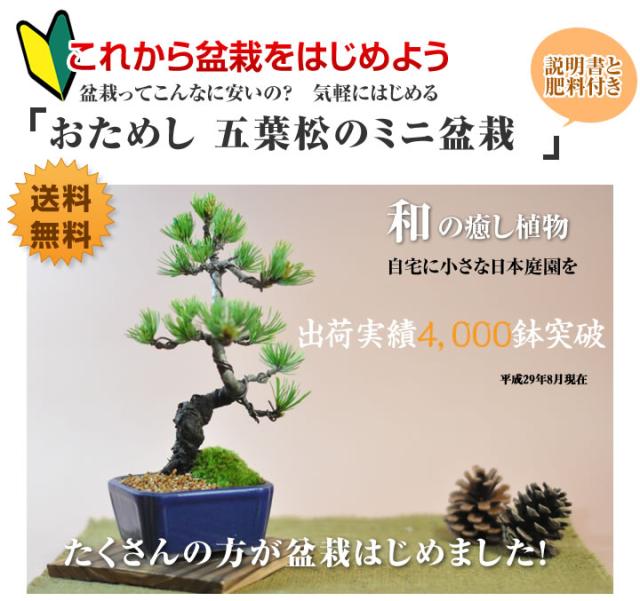 【ミニ盆栽 趣味 定