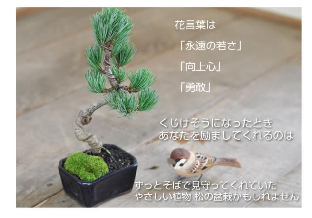 【ミニ盆栽 趣味 定