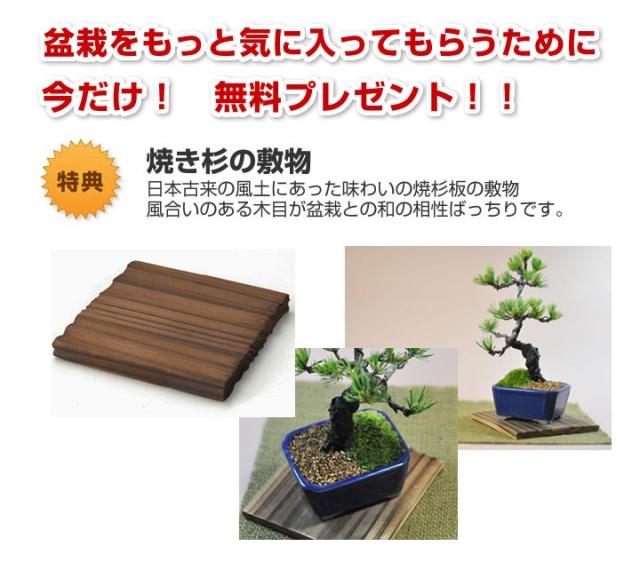 【ミニ盆栽 趣味 定