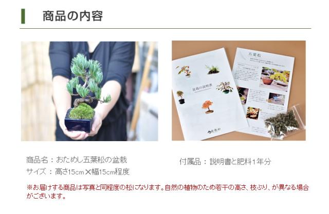 【ミニ盆栽 趣味 定