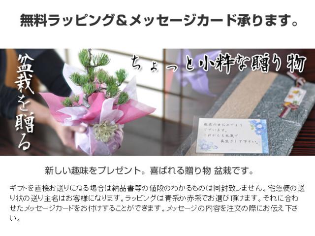 【ミニ盆栽 趣味 定