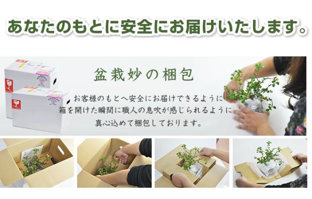 【ミニ盆栽 趣味 定
