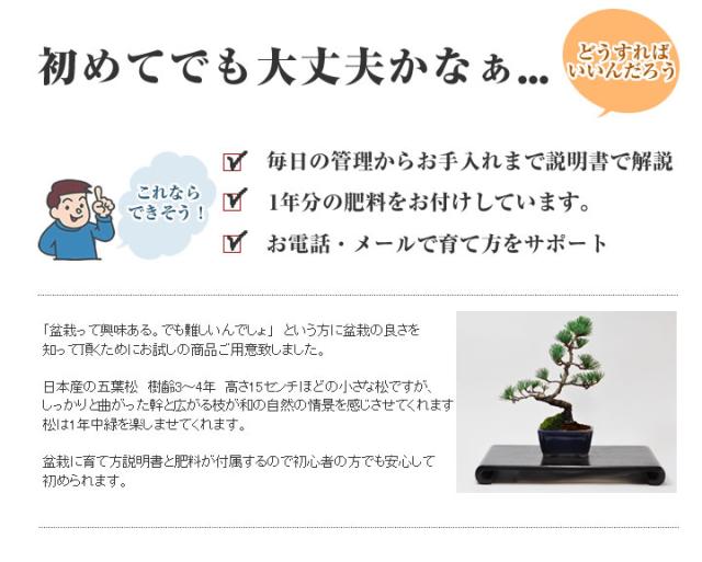【ミニ盆栽 趣味 定