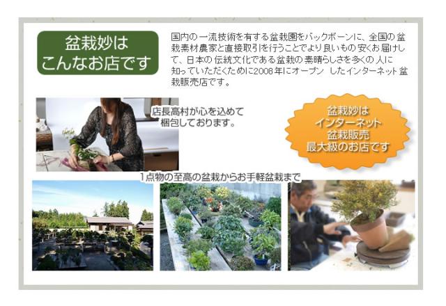 【ミニ盆栽 趣味 定