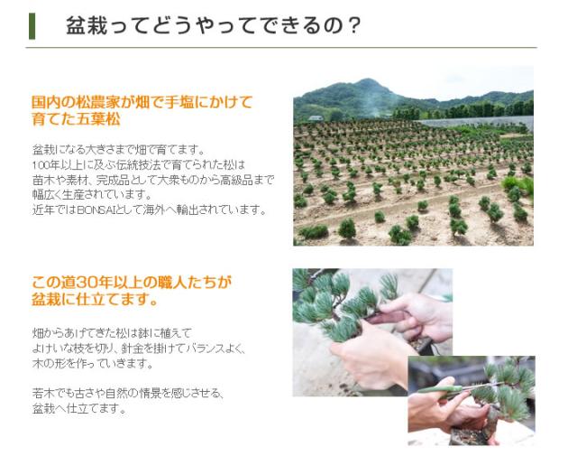 【ミニ盆栽 趣味 定