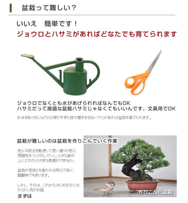 【ミニ盆栽 趣味 定